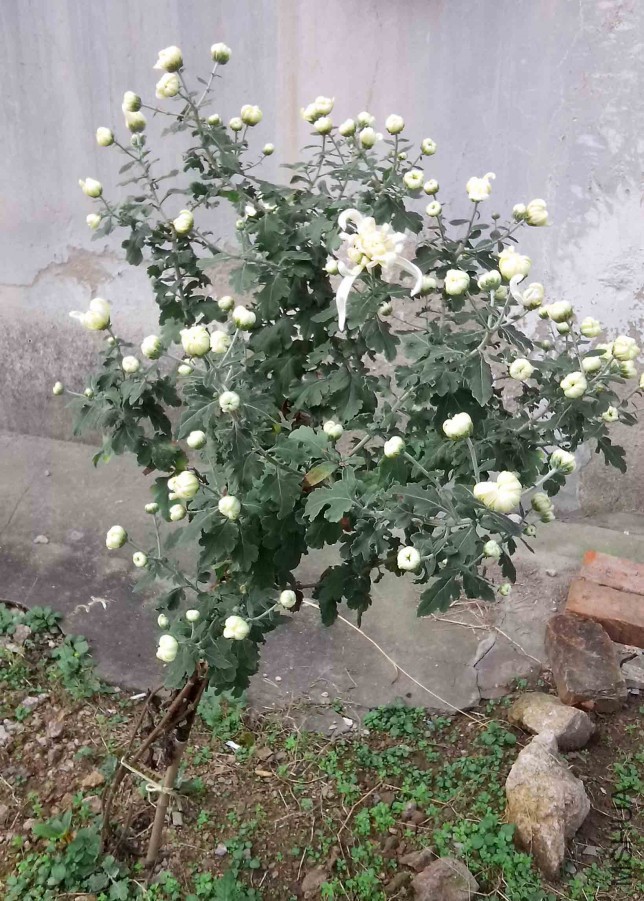 ��Ƭ_20151024_093301.jpg