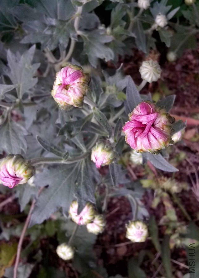 ��Ƭ_20151024_093731.jpg