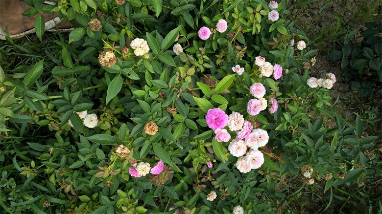 WP_20150818_09_52_03_Pro.jpg