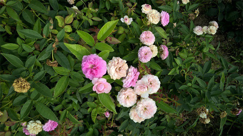 WP_20150818_09_52_08_Pro.jpg