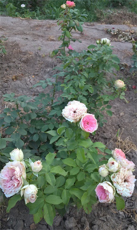 WP_20150823_18_20_13_Pro_��ͼ��.jpg