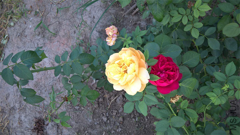 WP_20150823_18_22_17_Pro.jpg
