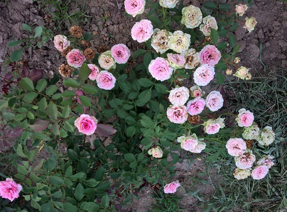 WP_20150817_18_07_31_Pro.jpg