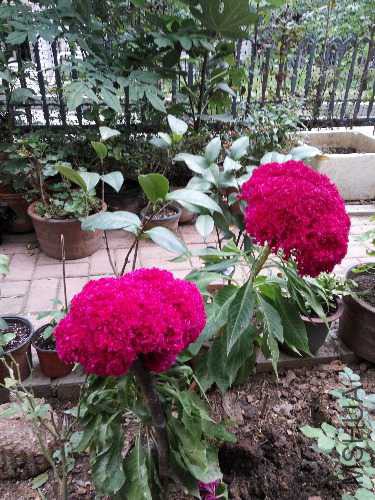 IMG_20151026_122223.jpg