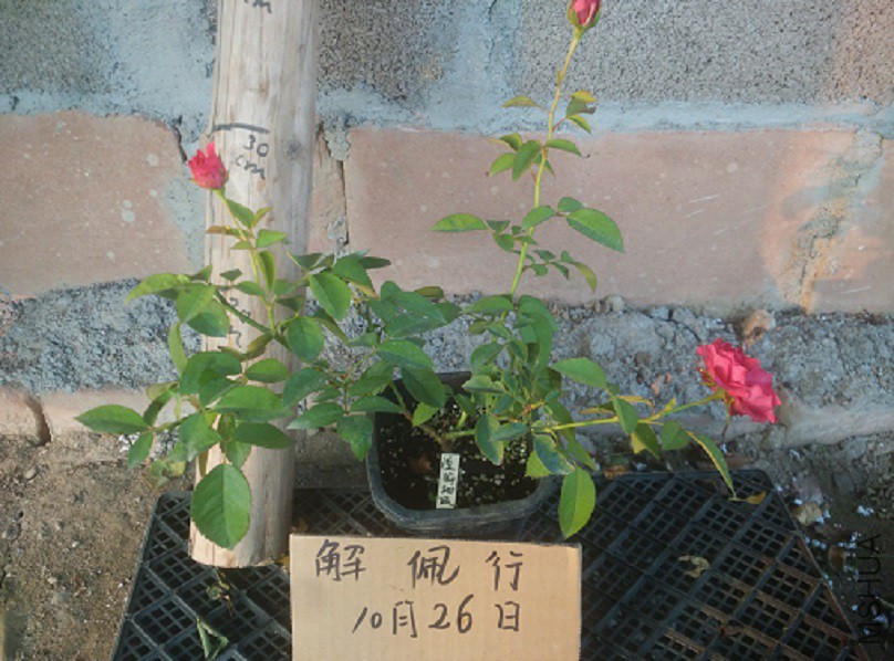 IMG_20151026_165046.jpg