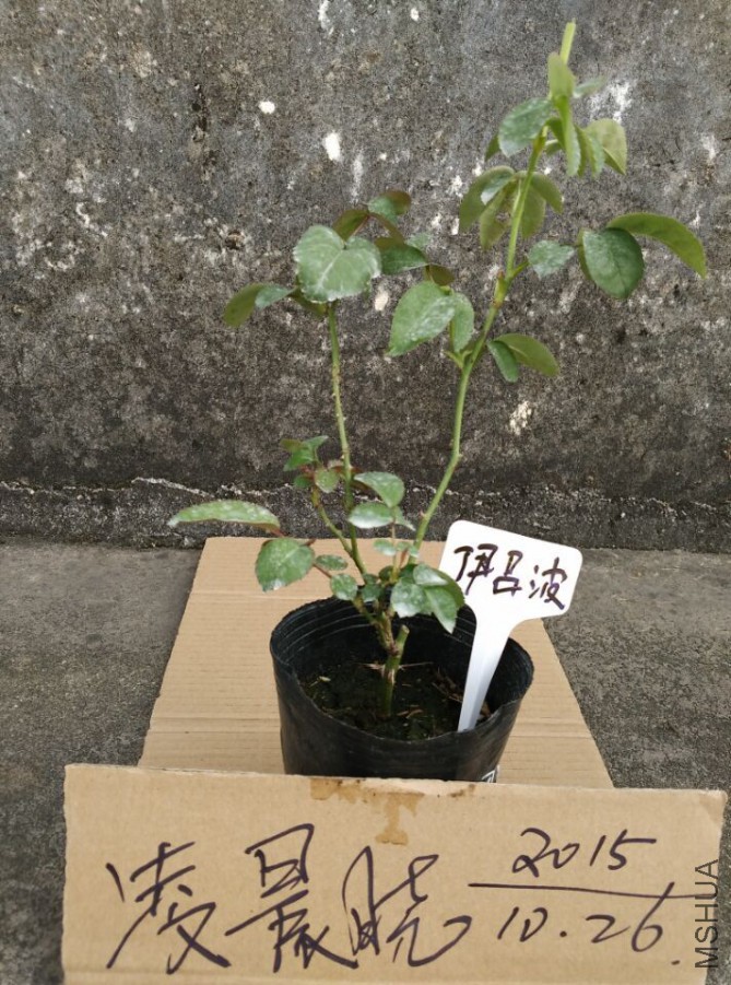 QQͼƬ20151026201420.jpg