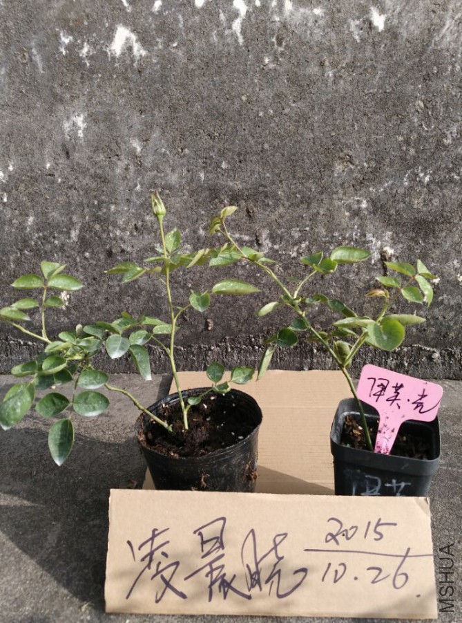 QQͼƬ20151026201509.jpg