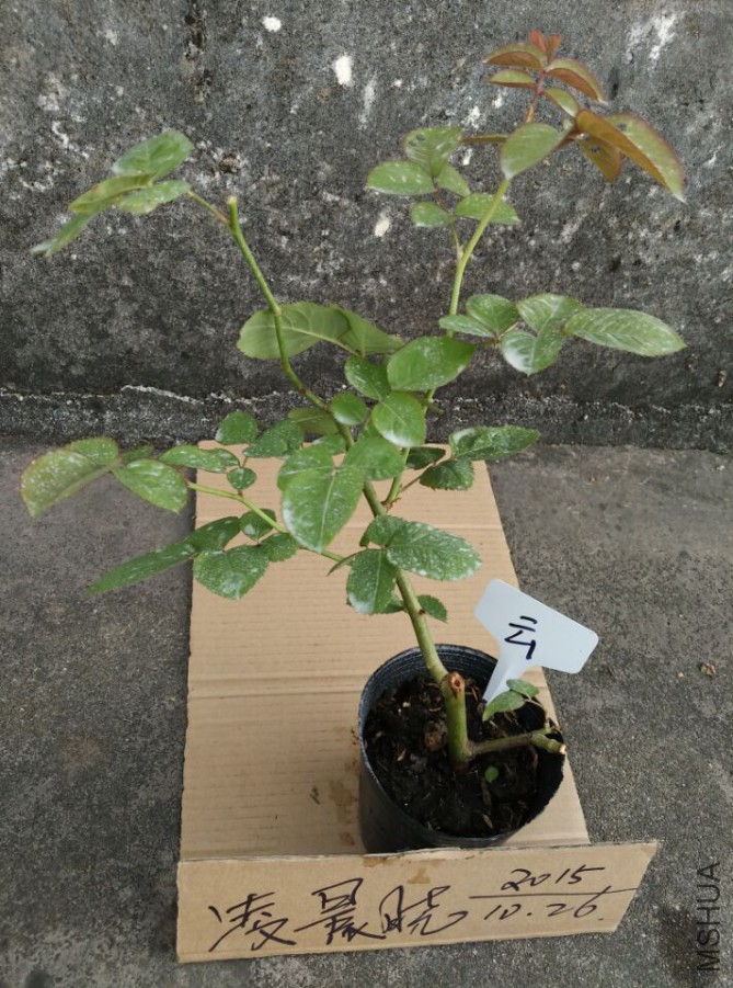 QQͼƬ20151026201536.jpg