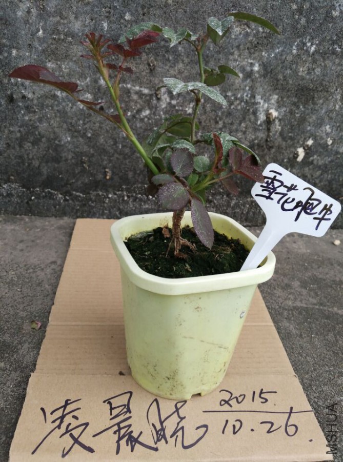 QQͼƬ20151026201554.jpg