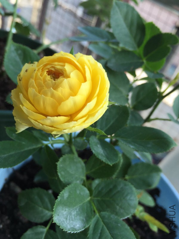 084351g4cdt1dq1icpsmzd.jpg