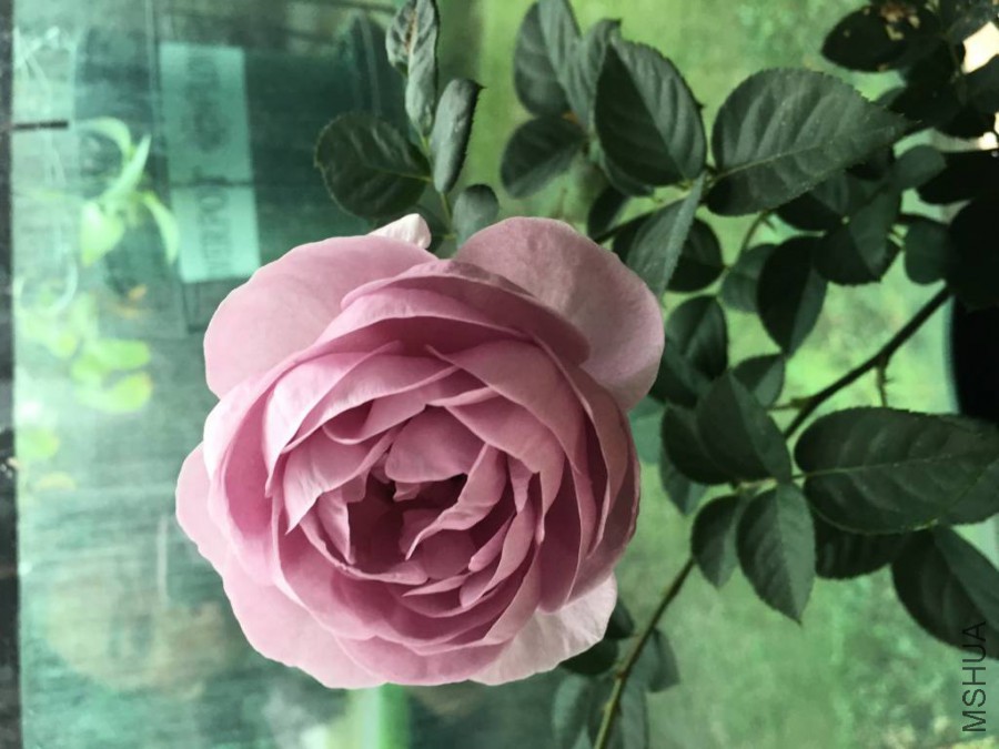 ��ɫ�籩2015.11 (2)_1024_768_70.jpg