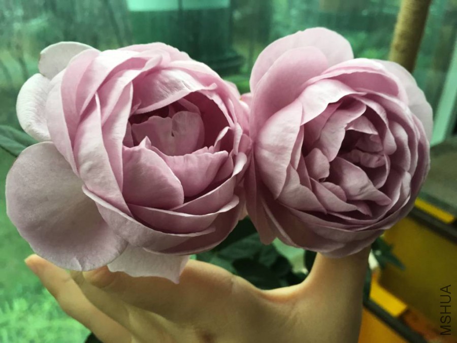 ��ɫ�籩2015.11 (4)_1024_768_70.jpg