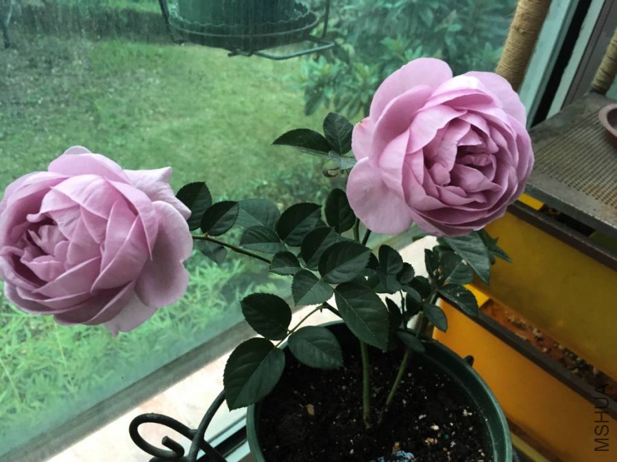 ��ɫ�籩2015.11 (5)_1024_768_70.jpg