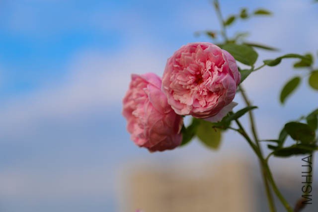 IMG_2552.jpg