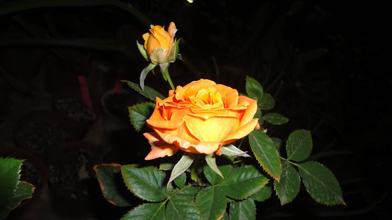 DSC09527_����.jpg