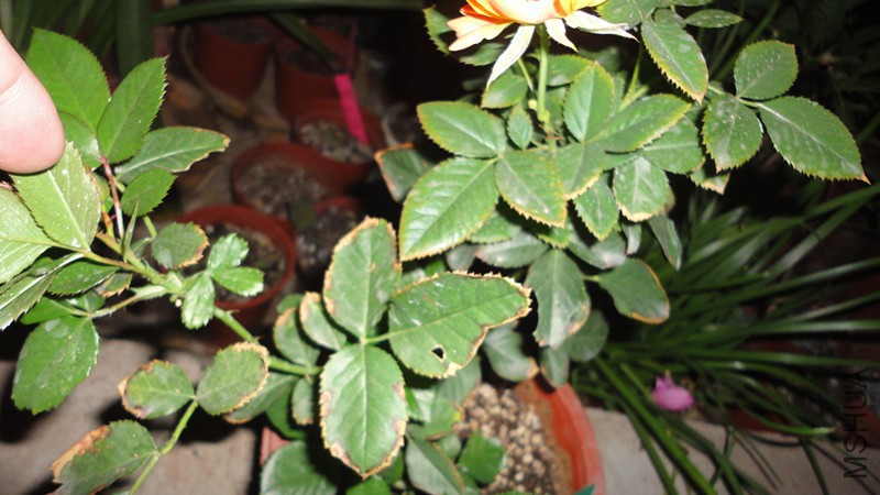 DSC09525_����.jpg