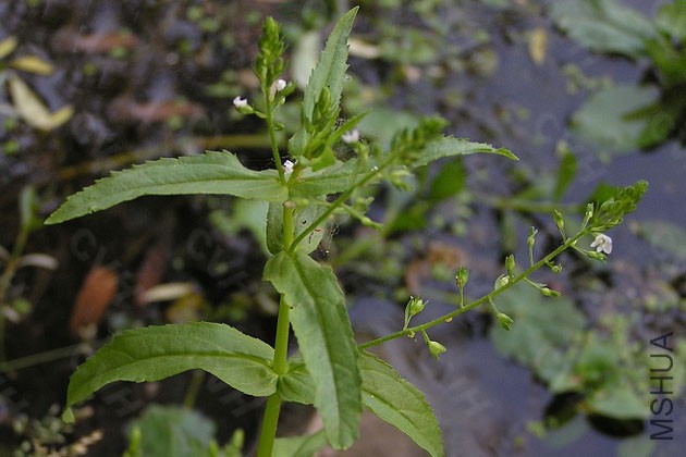 20100316232814148.jpg