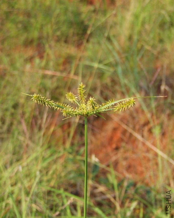 misuizhuanzimiao.jpg