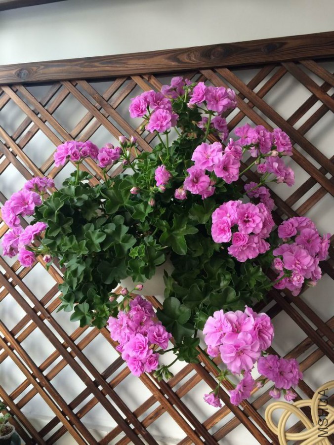 ������С IMG_0608.JPG