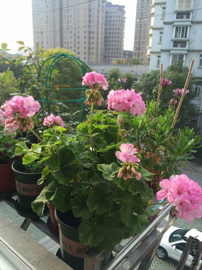 ������С IMG_0816.JPG