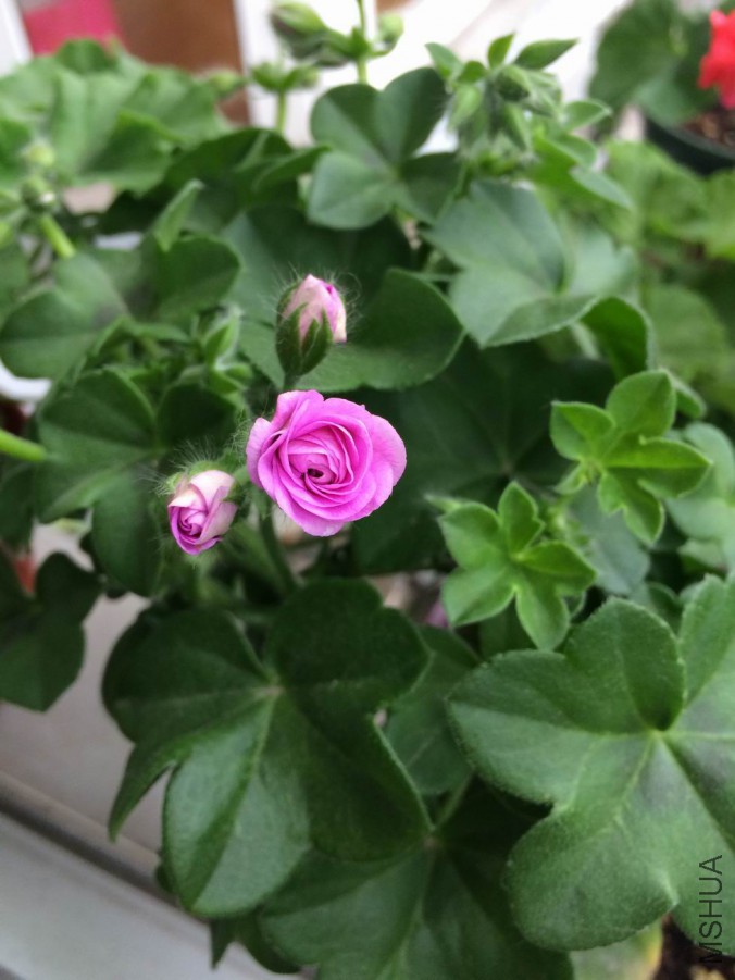 ������С IMG_1104.jpg