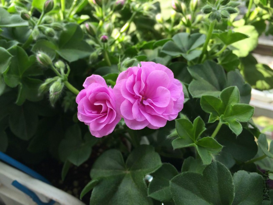 ������С IMG_1144.jpg