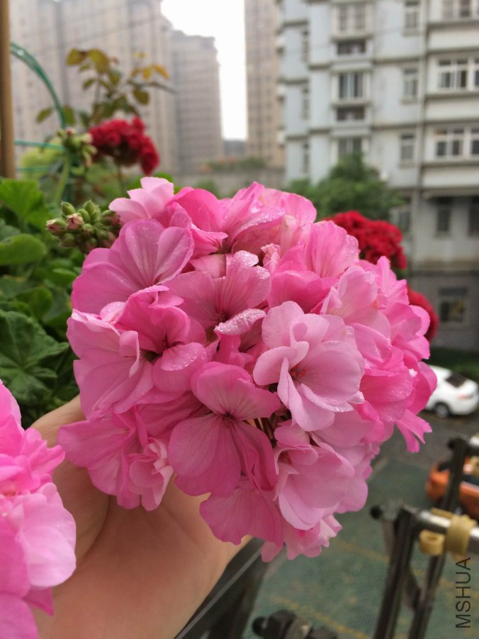 ������С IMG_0532.JPG