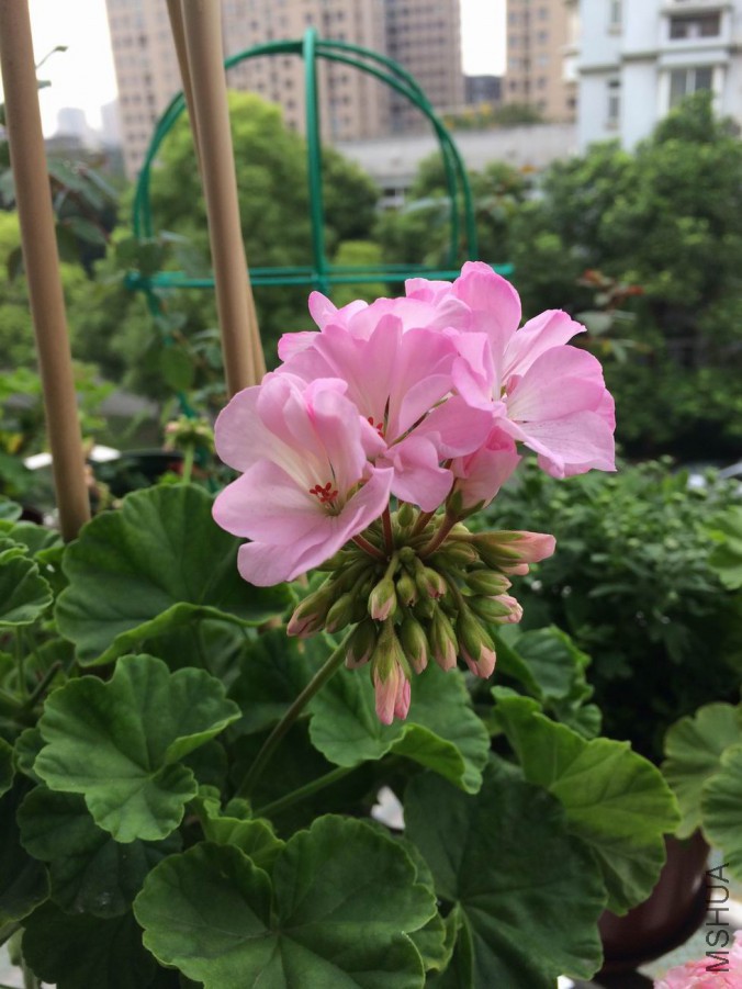 ������С IMG_0403.jpg