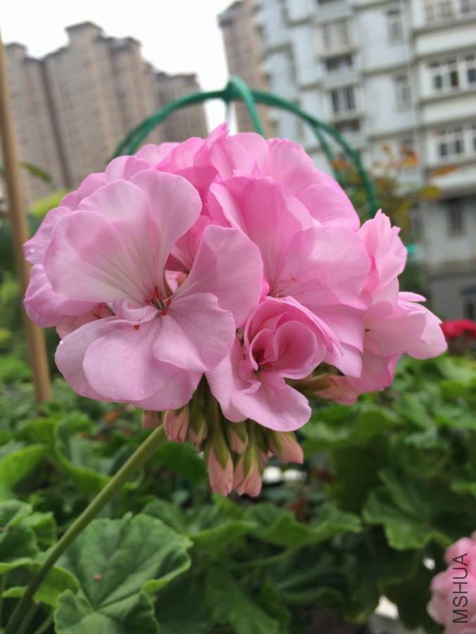 ������С IMG_0405.jpg