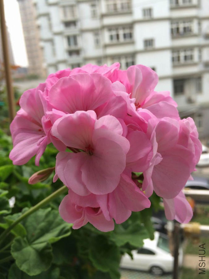 ������С IMG_0407.JPG