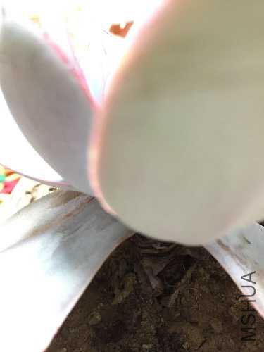 image.jpeg