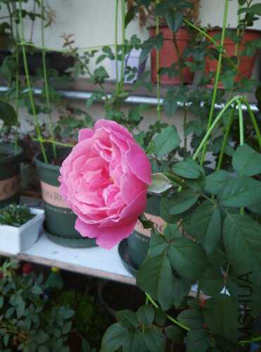 IMG_20150820_052025.jpg