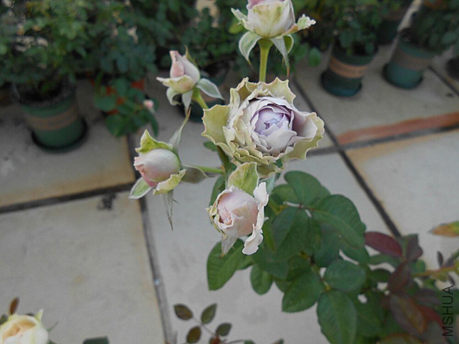 QQͼƬ20151016172358.jpg