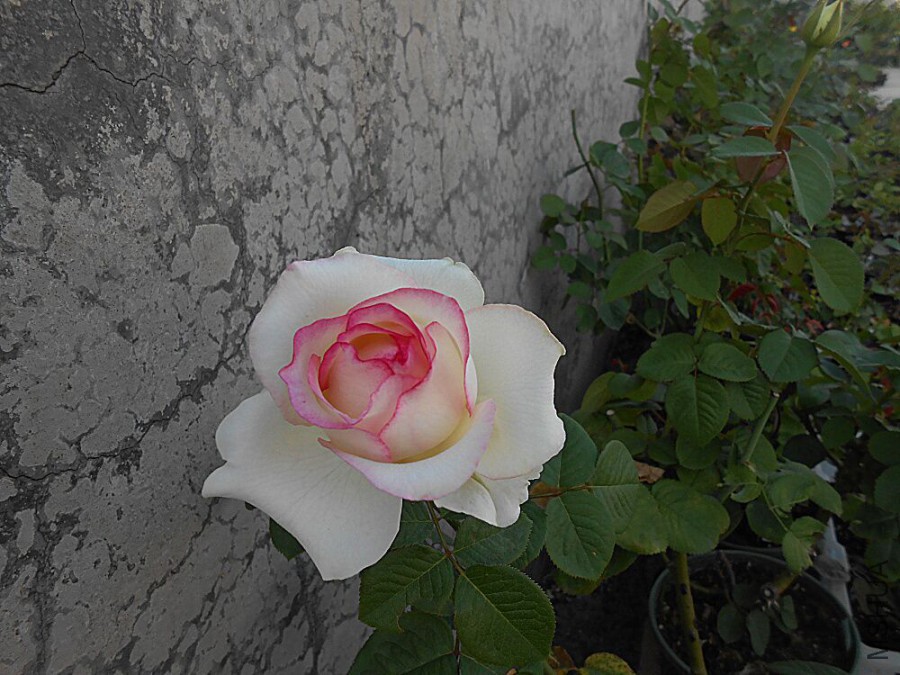 QQͼƬ20151017151921.jpg