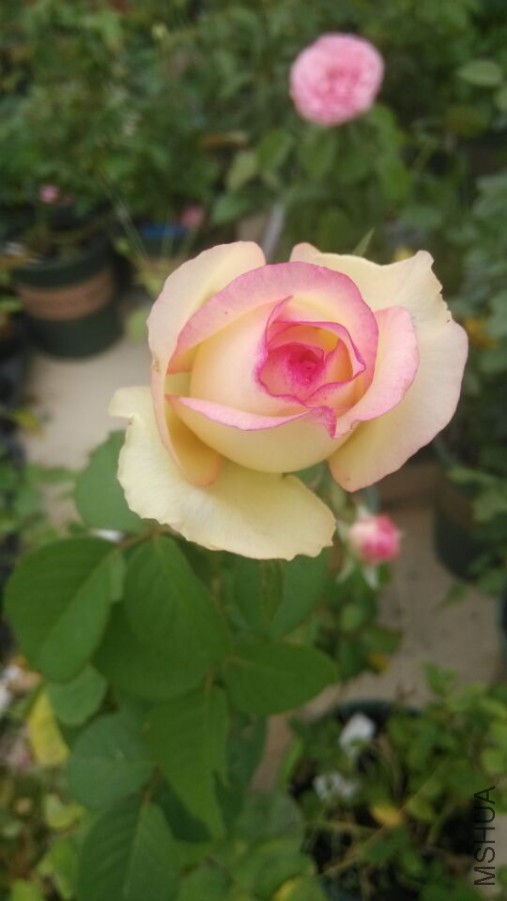 QQͼƬ20151024095131.jpg