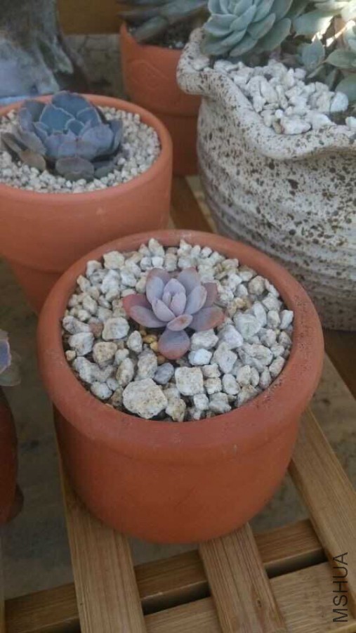 ѩ����3.jpg