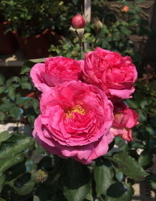 2015-05-24����1.JPG