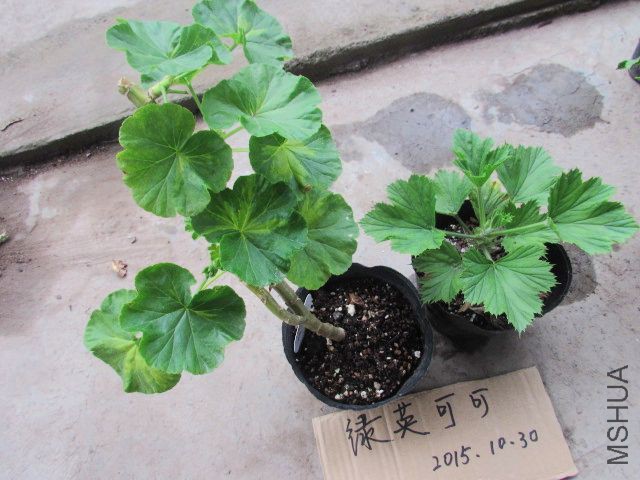 ��Ƭ 184.jpg