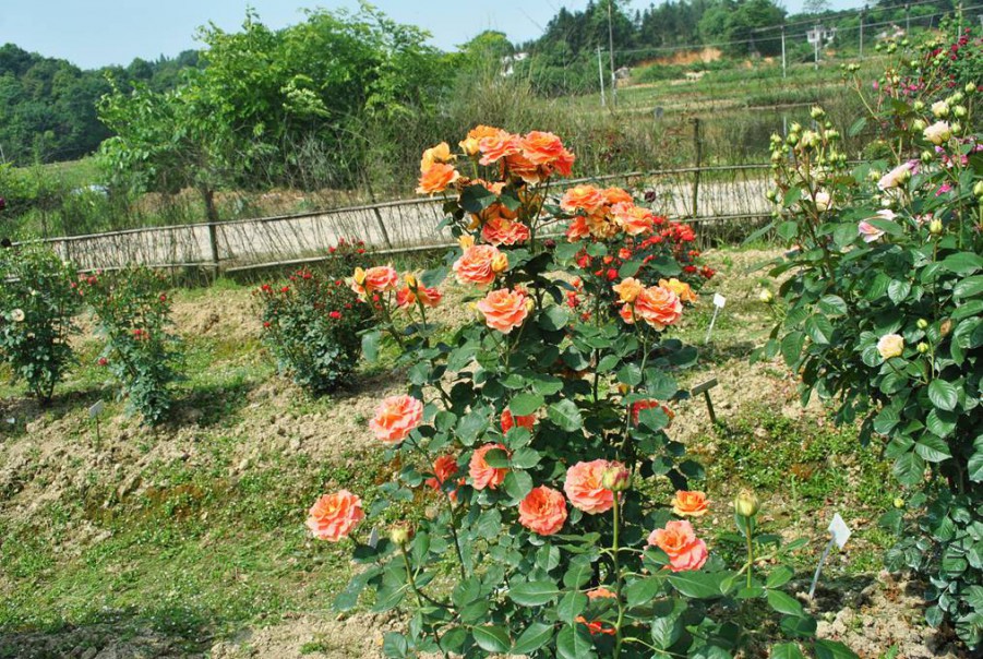 �ֹ��ֶ� (4).jpg