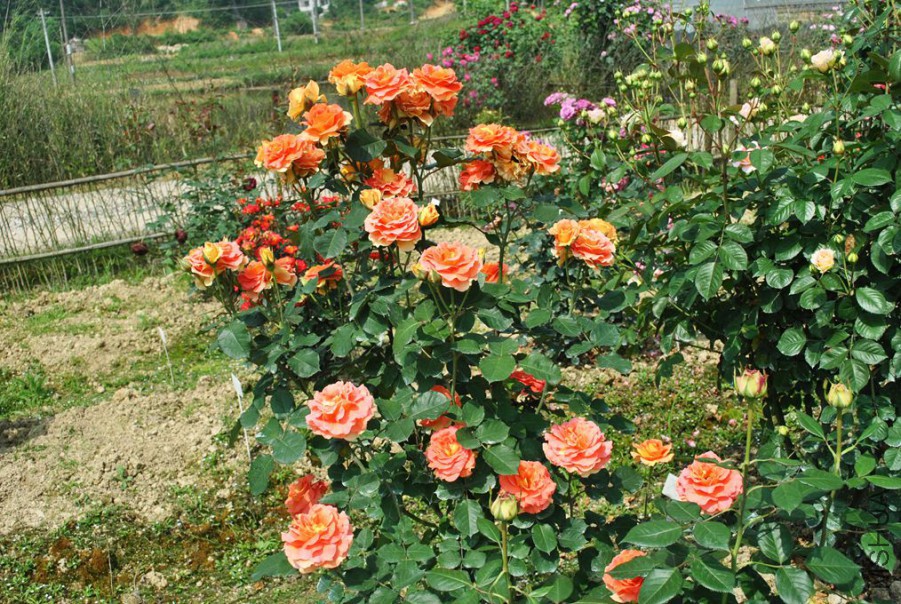 �ֹ��ֶ� (1).jpg