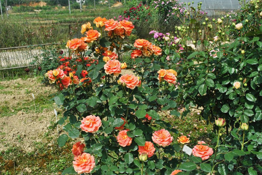 �ֹ��ֶ� (2).jpg