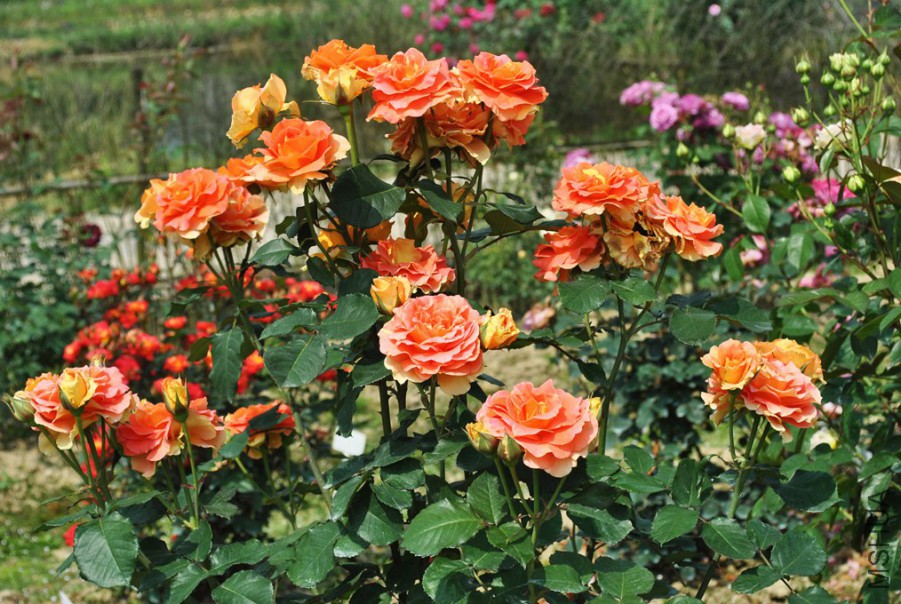 �ֹ��ֶ� (3).jpg