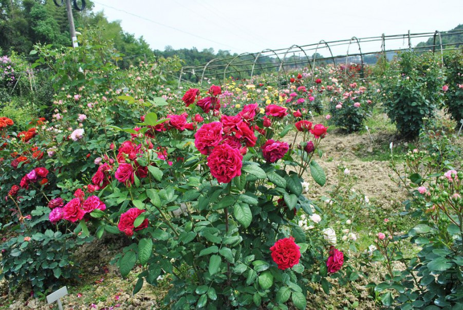 ��Ы���� (1).jpg