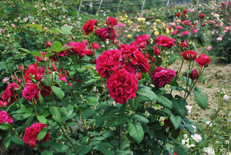 ��Ы���� (2).jpg