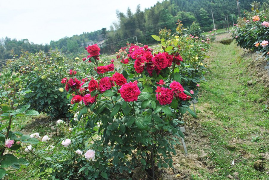 ��Ы���� (3).jpg