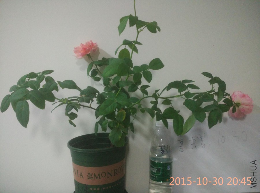 IMG_20151030_204513.jpg