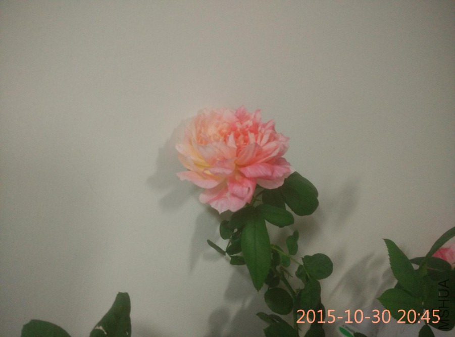 IMG_20151030_204523.jpg