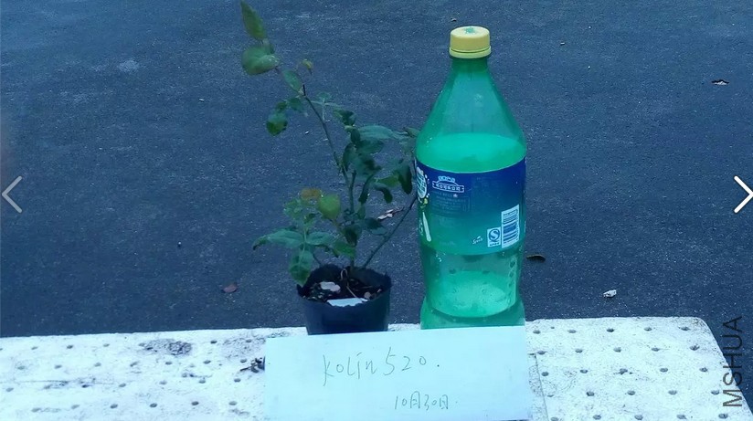 ��ѩ����.JPG