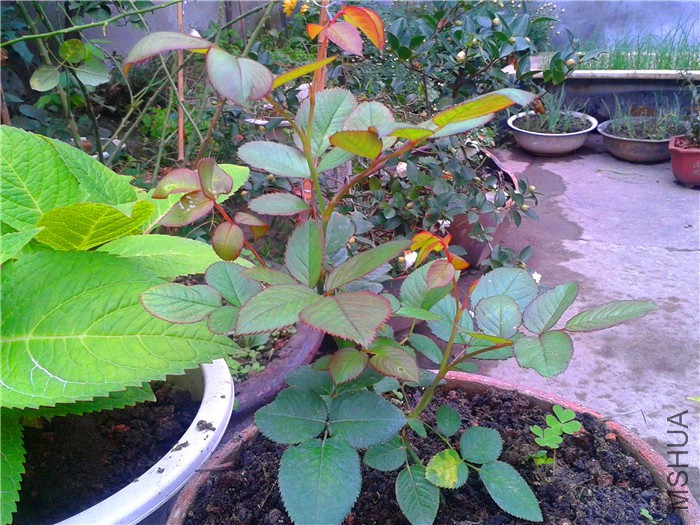 2015-10-31 07.31.28.jpg