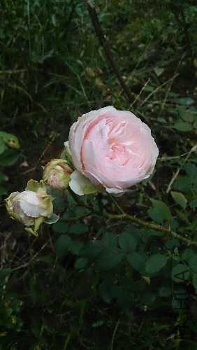 DSC_0216.JPG